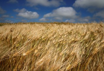 Урожайность зерновых в РК может снизиться на 40% к 2050 году