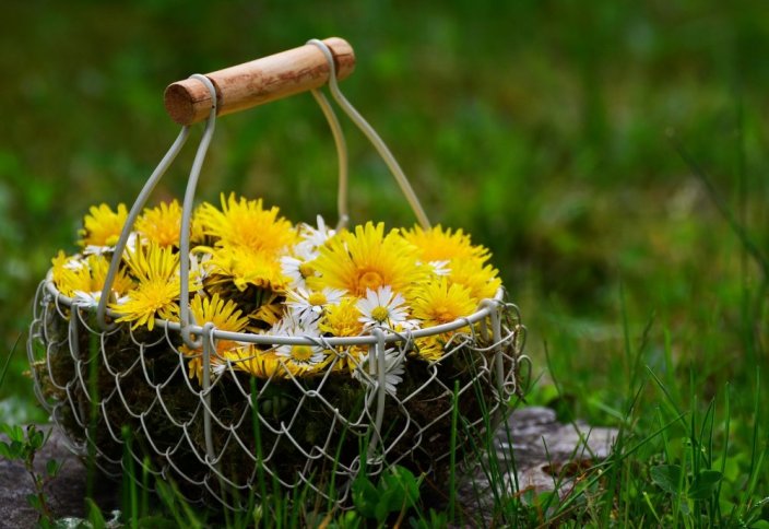 Сбор лекарственных трав могут запретить в Казахстане