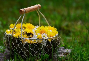 Сбор лекарственных трав могут запретить в Казахстане