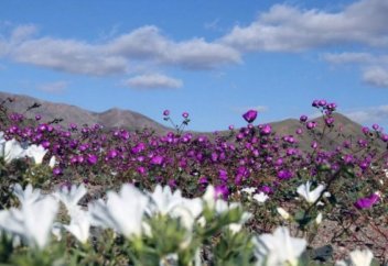 Әлемнің ең құрғақ шөл даласы гүлге оранды