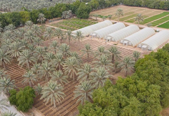 Катарлық Heenat Salma фермасы шөл далада көкөніс өсіру технологиясын жетілдірді