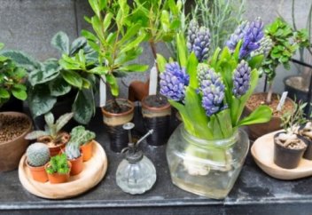 Тыныс алуды жеңілдететін 10 бөлме өсімдігі (фото)