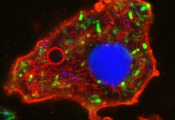 Синтетикалық «тірі» жасуша жасалды