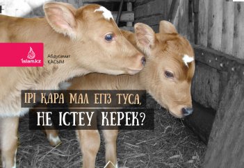 Ірі қара мал егіз туса, не істеу керек?