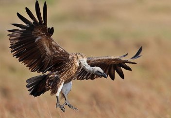 Ғалымдар асқазаны темірді де қорытып жіберетін тіршілік иесін анықтады