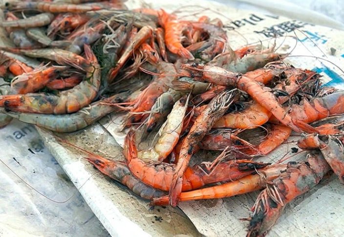 Жара вызывает массовую гибель креветок и крабов в дельте Меконга во Вьетнаме