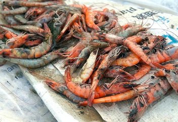 Жара вызывает массовую гибель креветок и крабов в дельте Меконга во Вьетнаме