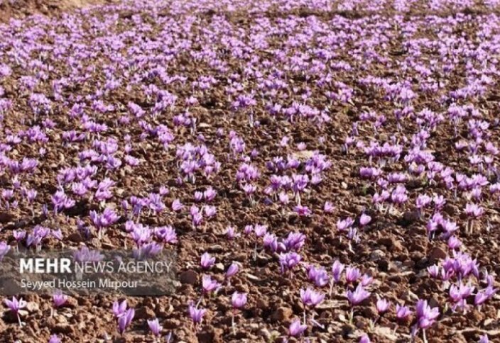 Әлемнің 65 еліне шафран экспорттайды