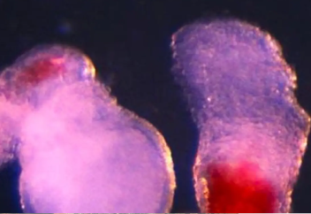 Ғалымдар алғаш рет адам қанын қалыптастыру процесін жасай алды (видео)