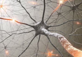 Инсулинге тәуелді сусамырдан құтқаруы мүмкін жаңалық. Ғалымдар инсулинді істеп шығаратын жасуша жасады