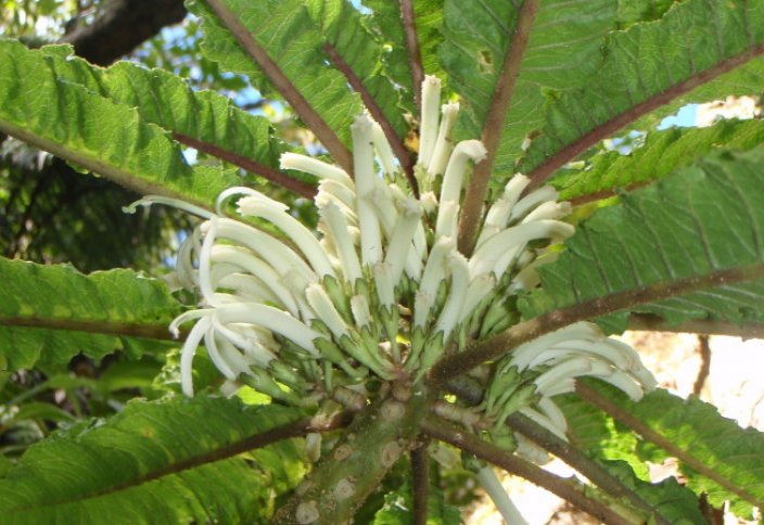 Редчайшее растение нашли на Гавайях