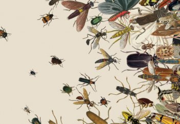 Әлемдегі күллі жәндіктің жалпы салмағы белгілі болды