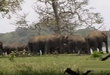 Пілдердің "ақтық сапарға" шығарып салу жоралғысы (видео)