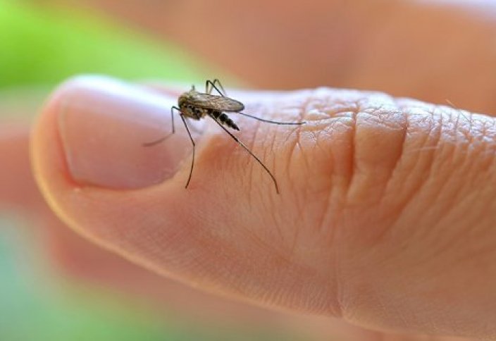 Ученые оценили способность комаров передавать коронавирус