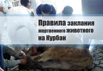 Правила заклания жертвенного животного на Курбан