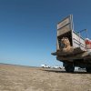 Мгновенно редкий амурский тигр выпущен в казахскую дикую природу