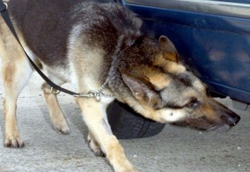 Теміртау қаласында Аза атты неміс овчаркасы екі кісі өліміне кінәліні тауып берді