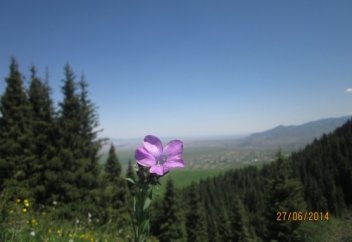 Жарылып кетпесең болғаны... "анау"!