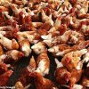Срочное предупреждение для австралийцев на фоне роста случаев птичьего гриппа на фоне опасений передачи вируса людьми