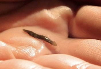 Қанат ескендірдің Кигіз кітабынан - "Планария"