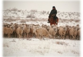 Возрождение овцеводства в Северном Казахстане