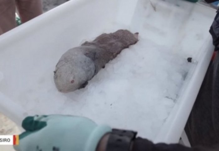 Ғалымдар 150 жылда алғаш рет көзі жоқ жұмбақ балықты тапты (фото+видео)