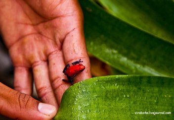 Бразилияда ұзындығы 1 см аспайтын бақаның жеті түрі табылды
