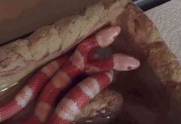 Екібасты жылан 50 мың долларға сатылды (фото, видео)