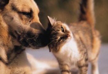 Жануарлар әлемі: Ит кемтар мысықты өз қамқорлығына алды (видео)