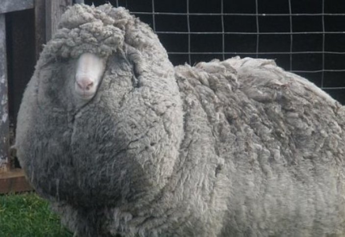 40 килограммов шерсти с потерявшейся овцы – новый мировой рекорд (видео)