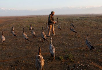 Ауғандардың тырна аулайтын әдеті бар (фото+видео)