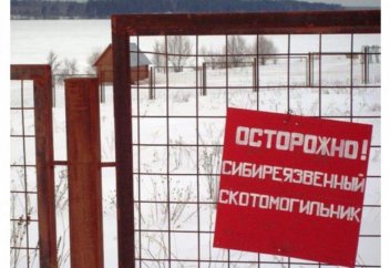 Неопознанная сибирская язва: потерялись полтысячи захоронений