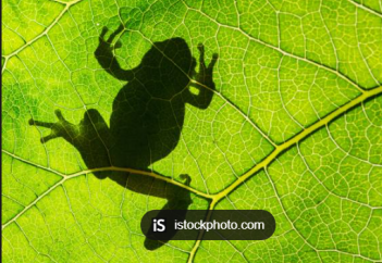 Қытай ғалымдары өсімдік фотосинтезін ауру жануарларға енгізу арқылы емдеді