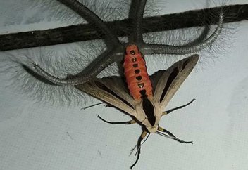 Ерекше жәндік таспаға тартылып қалды (видео)