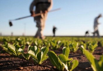 Америкалық ғалым адамзатты аштықтан құтқаратын суперөсімдік өсірмек (фото)