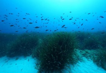 Теңіз түбінен қанттың мол қоры табылды