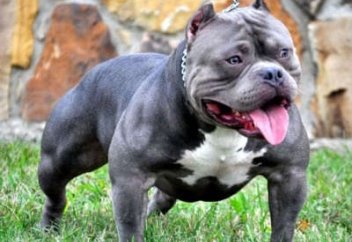 Еуропалық ел иттің бір тұқымын асырауға тыйым салмақ