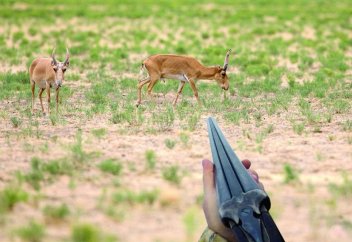 1 миллионнан 215 мың қалды: Киіктерді ату оқиғасы азаяр емес