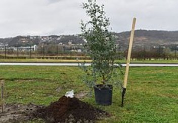 Заставить человечество сажать деревья оказалось невозможно
