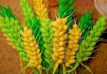 Қазақстанда жүгеріден желім әзірлейтін болады