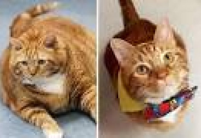 Семіз аналар Семіз аналар