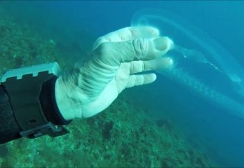 Ішек-қарны көрінетін мөлдір балық (видео)