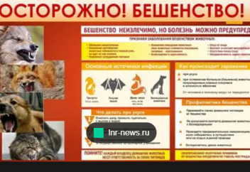 Кто является главным переносчиком бешенства. Важные факты о болезни