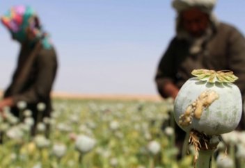 SOS: Ауғанстанда апиын өндірісі ұлғайып келеді