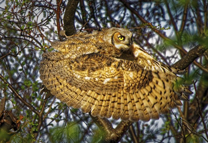 Посмотрите на лучшие кадры мира дикой природы фотопремии World Nature Photography Awards