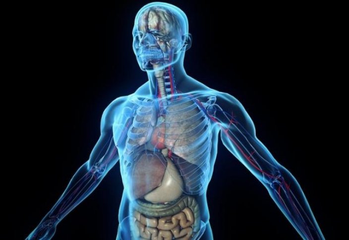 Медики научились видеть людей насквозь без рентгена и надрезов