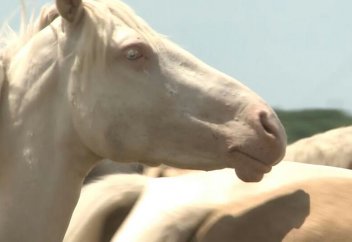 Ерекше тұқым: шегір көзді ақбоз жылқы (фото)