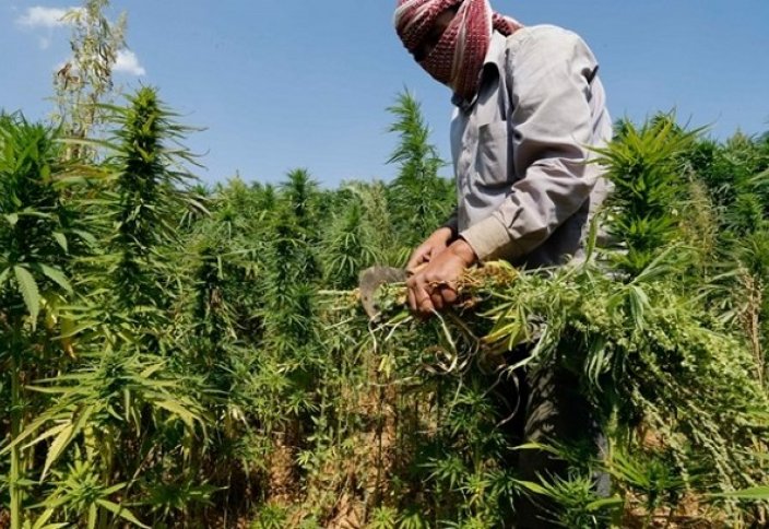 Разные: Во все тяжкие: Ливан легализует выращивание конопли, чтобы поправить экономику