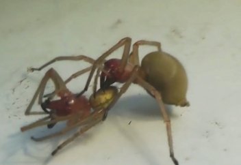 Ядовитые пауки с юга Казахстана напугали жителей ВКО