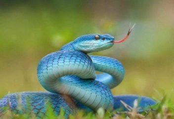 Жыландар туралы қызықты 30 мәлімет